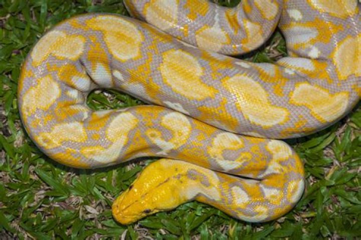What does a albino Burmese python look like?