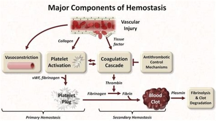 What does a hemostatic do?