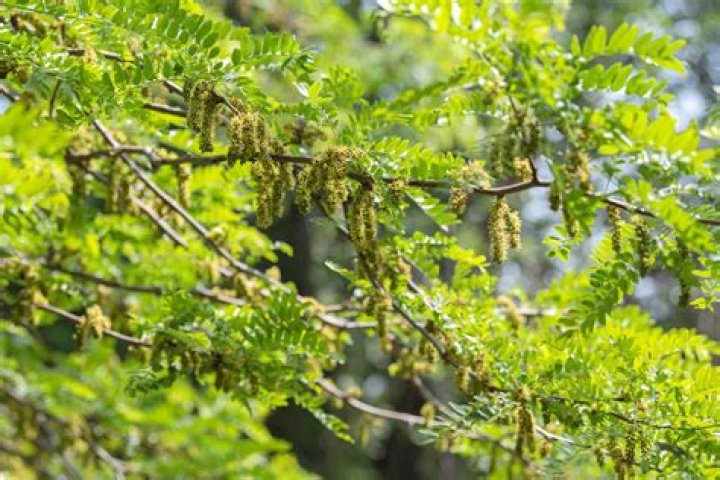 What does a locust tree bloom look like?