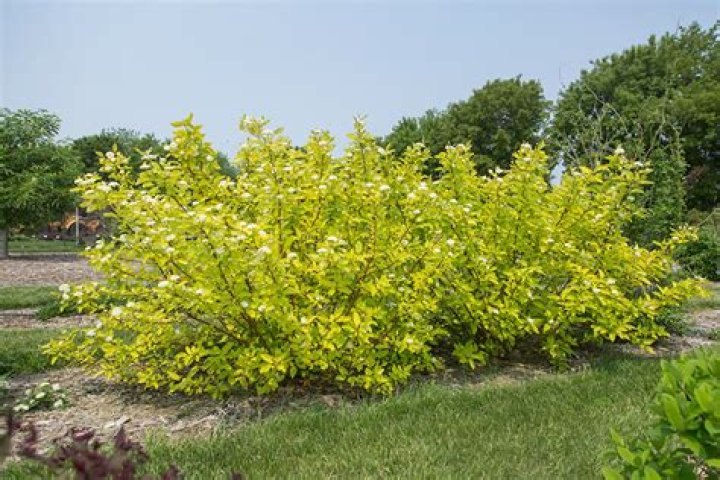 What does a red twig dogwood look like in summer?