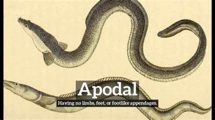 What does Apodal mean?