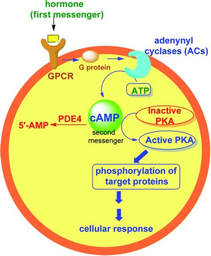What does cyclic adenosine monophosphate do?