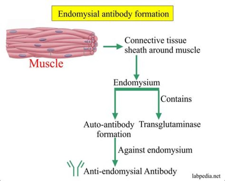 What does endomysial antibody IgA mean?