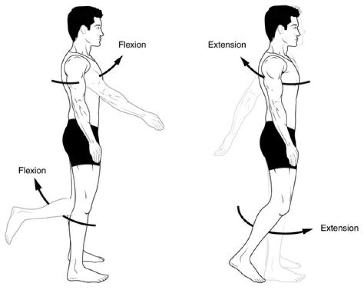 What does flexion mean in anatomy?
