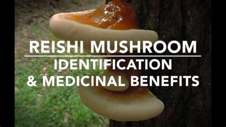 What does Ganoderma do to the body?