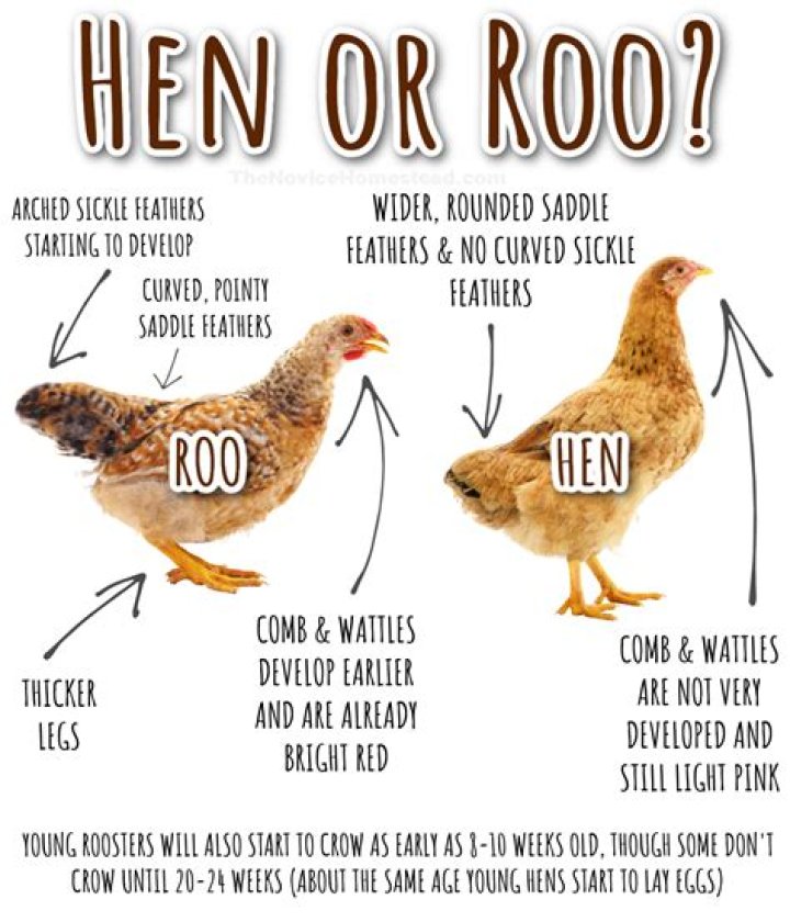 What does Hen Party mean?