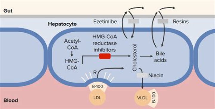 What does HMG-CoA do?