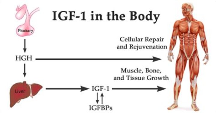 What does IGF-1 do to the body?