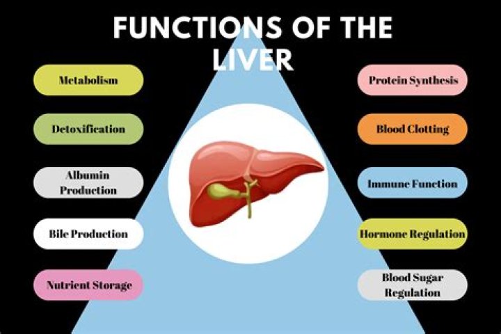 What does it mean if your liver function is a little high?