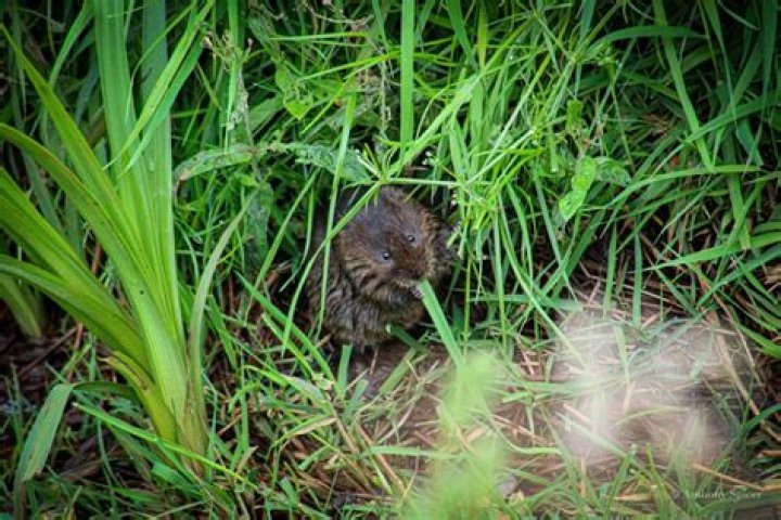 What does it mean to be called a shrew?