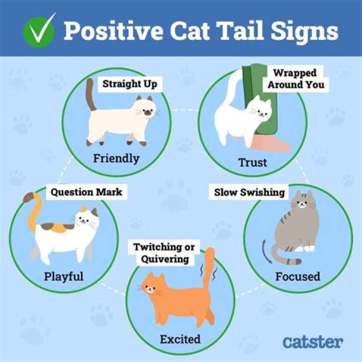 What does it mean when a cats tail is hard?