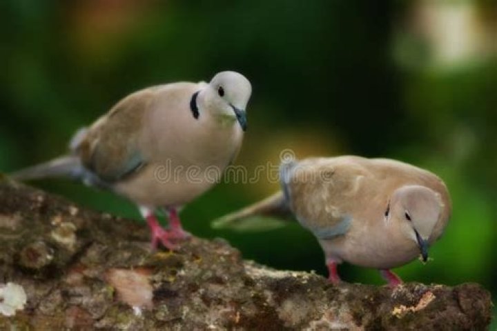What does it mean when you see a pair of turtle doves?
