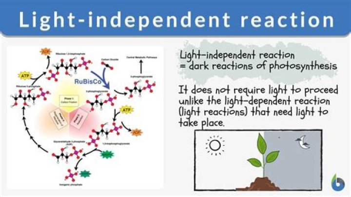 What does light-independent reactions provide?