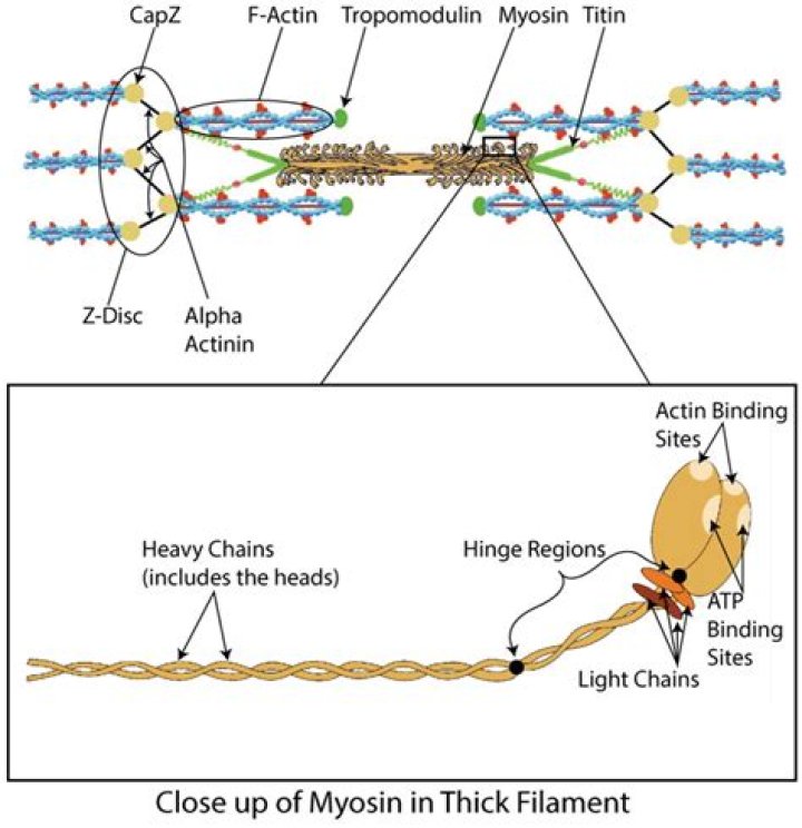 What does myosin Heavy Chain 2 do?