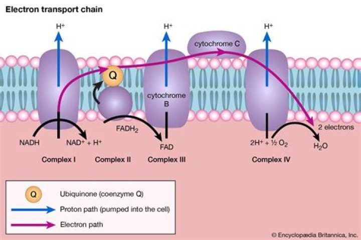 What does NADH and FADH2 do in electron transport chain?