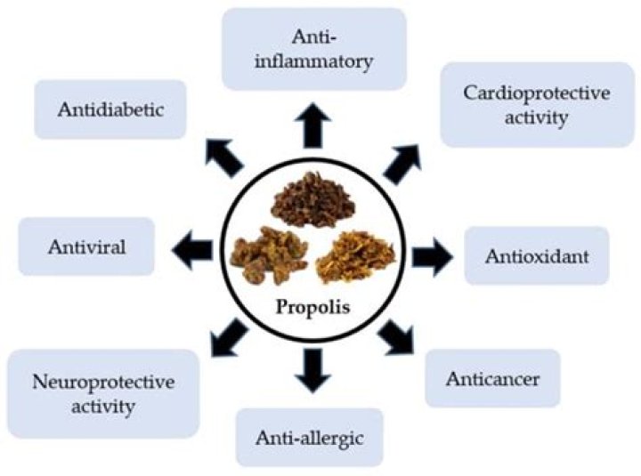 What does propolis and echinacea do?