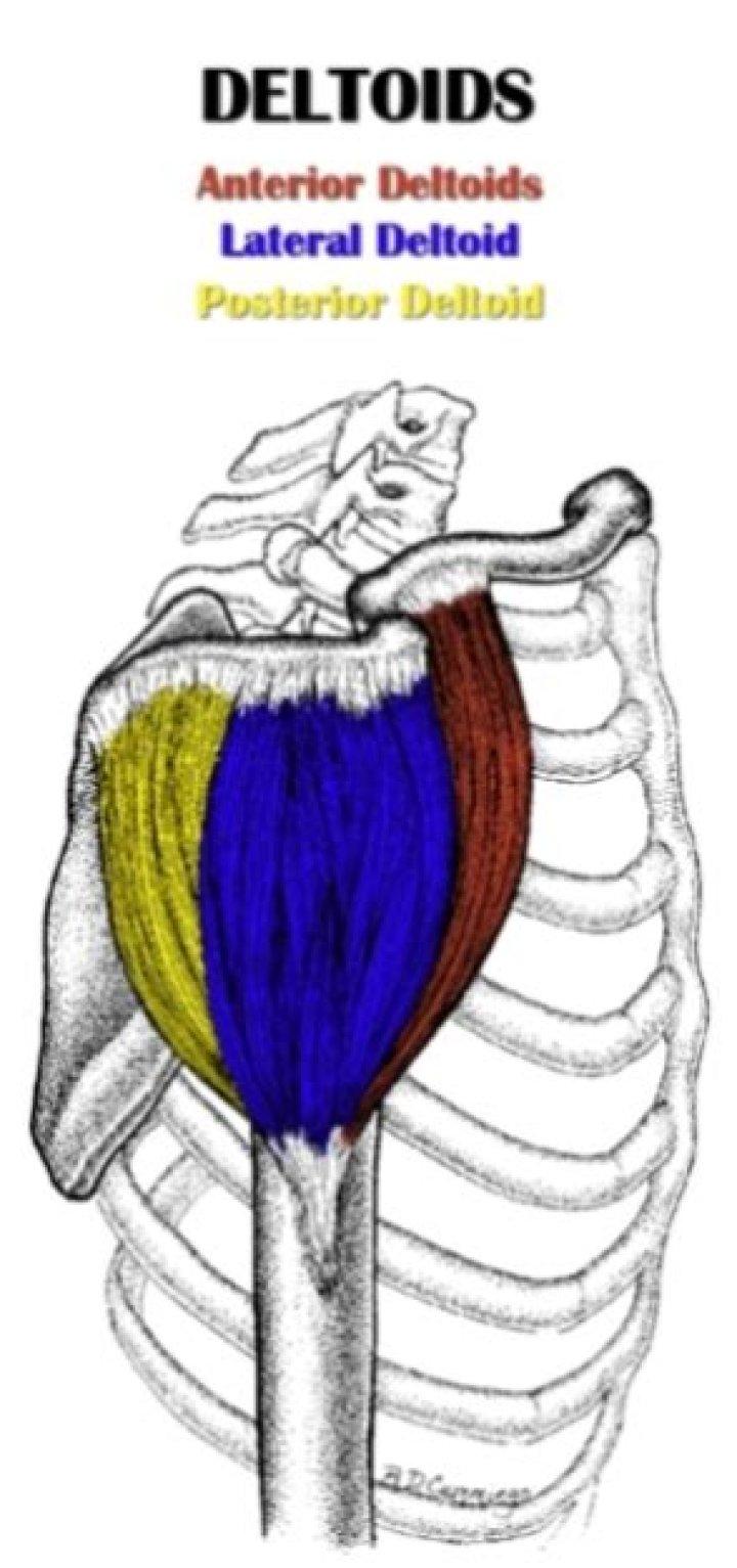 What does the anterior deltoid do?