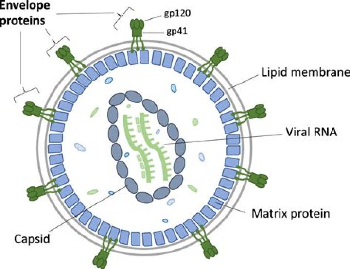 What does the GP envelope protein do?