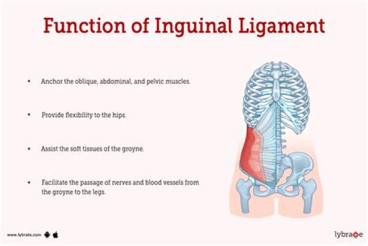 What does the inguinal ligament resist?