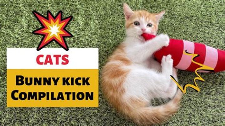 What does the term kick the cat mean?