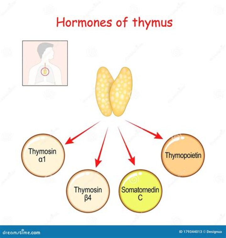What does thymosin hormone do?