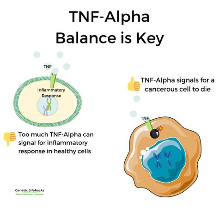 What does TNF alpha do?