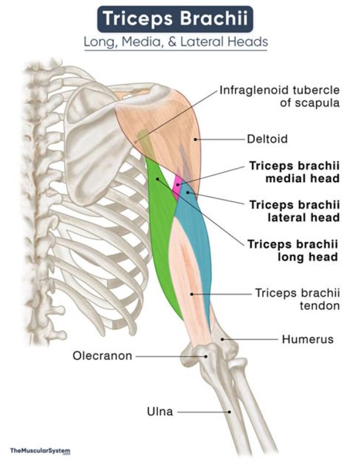 What does tricep mean in anatomy?
