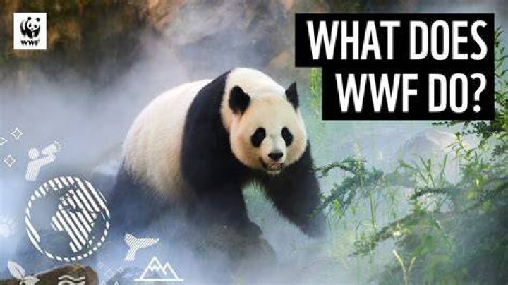 What does WWF do to help animals?