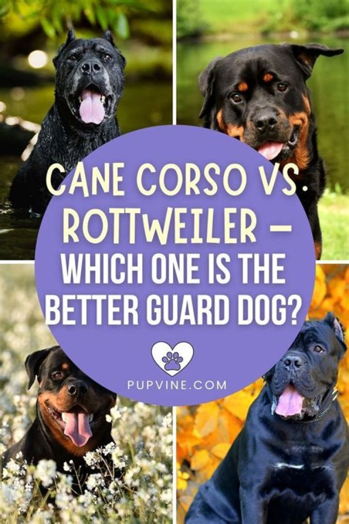 What dog is stronger than a Rottweiler?