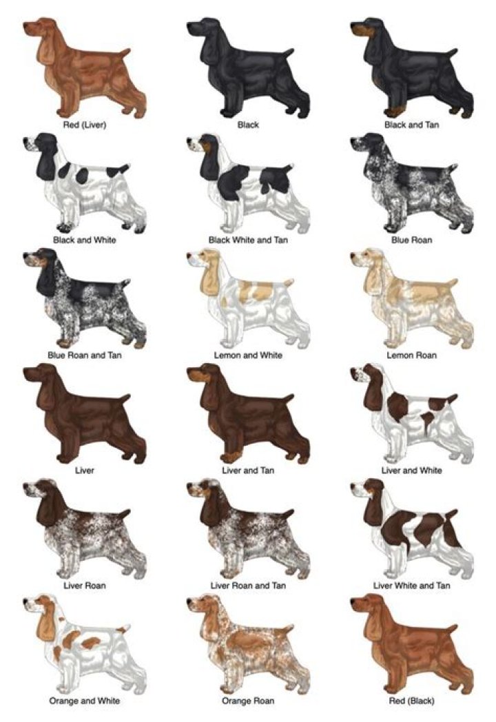 What dogs come in merle colors?