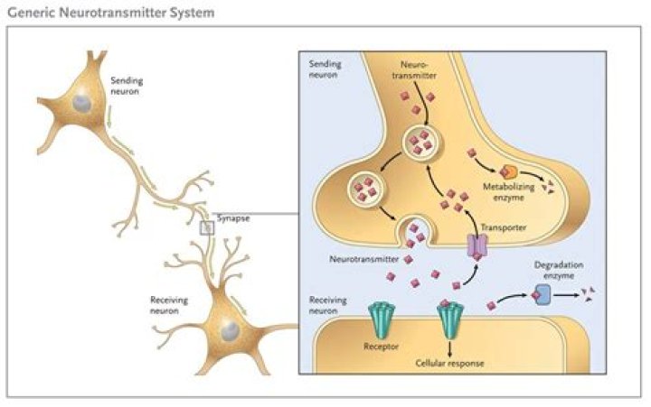 What effect does blocking NMDA receptors have on a synapse?