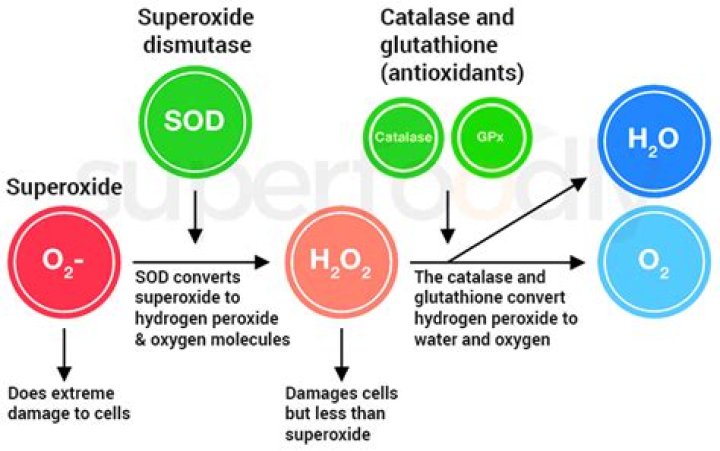 What enzyme degrades superoxide anion to hydrogen peroxide?