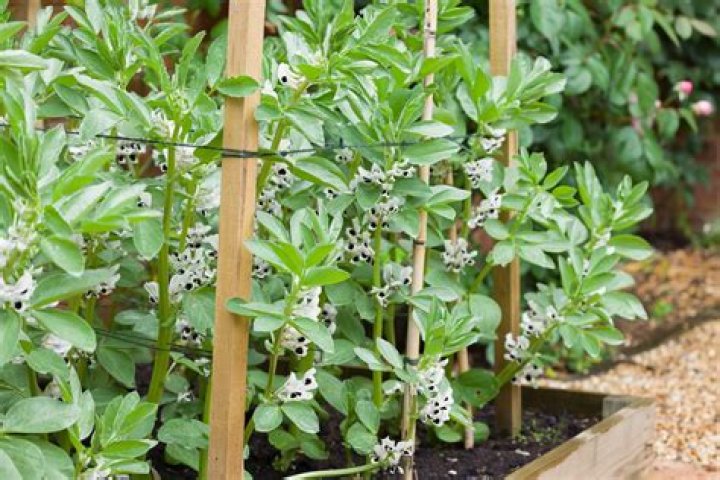 What flowers grow well with broad beans?
