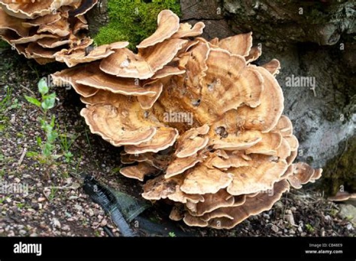 What fungus grows on beech trees?