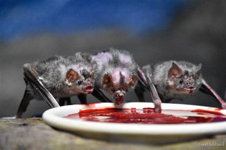 What habitat do vampire bats live in?