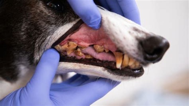 What happens if my dogs teeth are rotting?