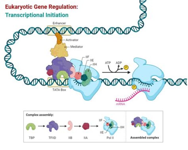 What happens in eukaryotic gene regulation?