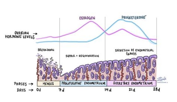 What happens to endometrium during pregnancy?