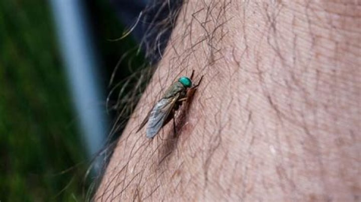 What happens when a greenhead fly bites you?