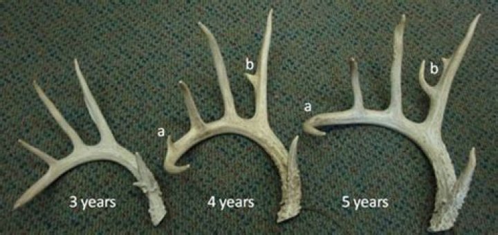 What happens when deer lock antlers?