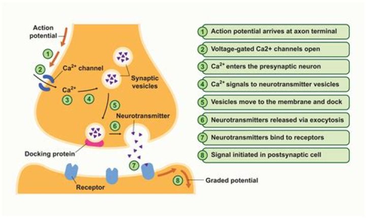 What happens when the neurotransmitter is docked?