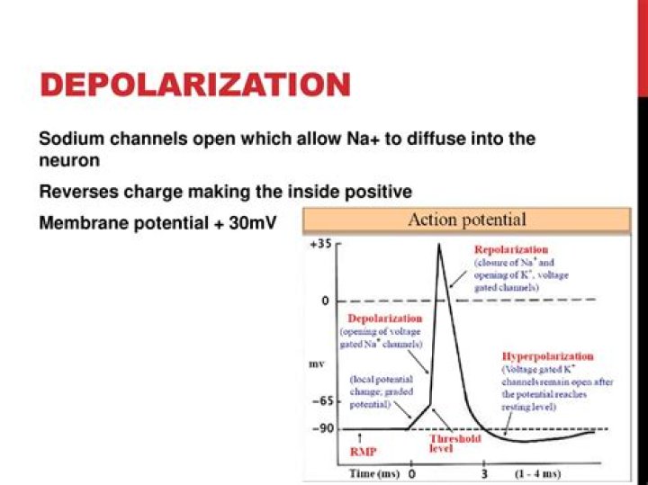 What happens when there is an influx of sodium ions?