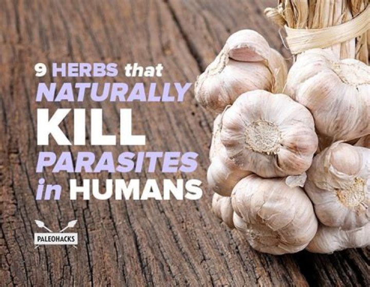 What Herb kills fungus in the body?