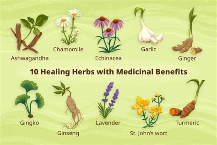 What herbs are used to make medicine?