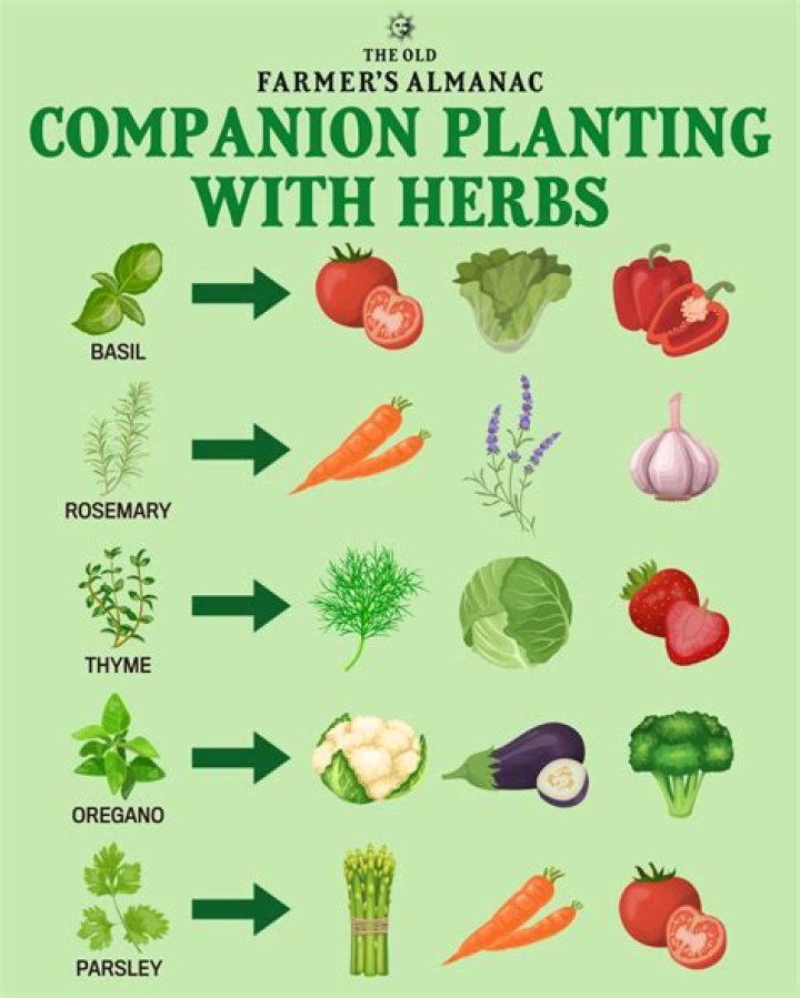 What herbs should you have at home?