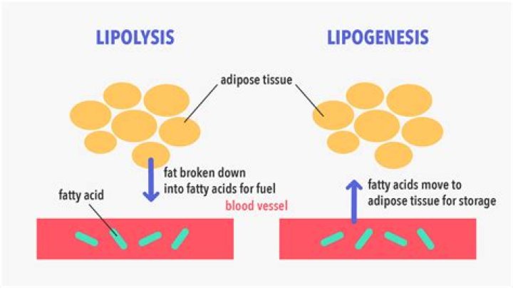 What inhibits lipolysis in adipose tissue?