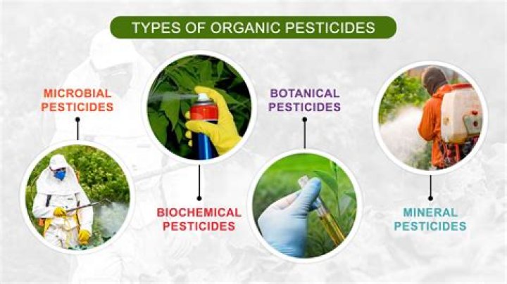 What insecticide do professionals use for ants?