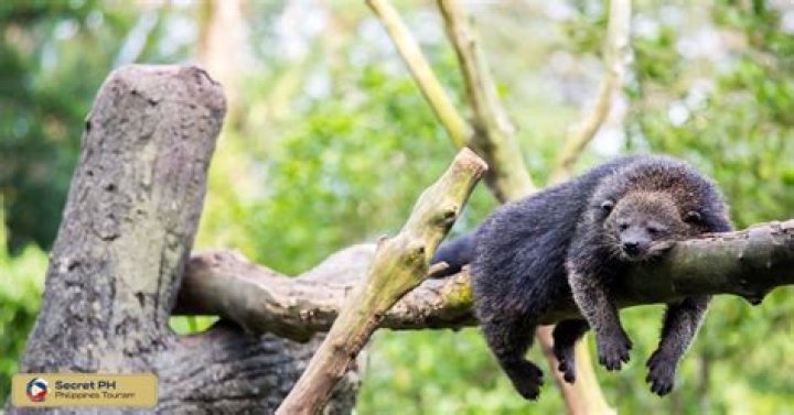 What is a bearcat habitat?