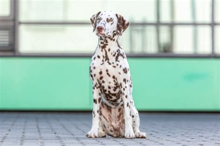 What is a cross between a Dalmatian and a collie?