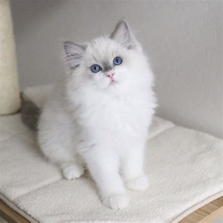 What is a fair price for a ragdoll kitten?